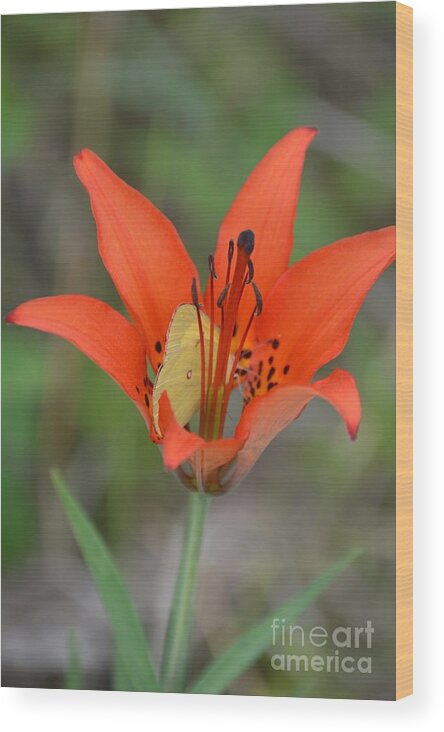 Butterfly Wood Print featuring the photograph Flutterby Hiding Place by Lynellen Nielsen