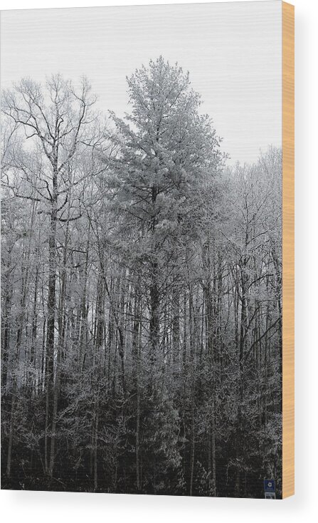 Landscape Wood Print featuring the photograph Forest With Freezing Fog by Daniel Reed