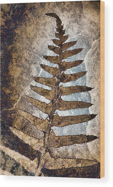 Fern Wood Print featuring the photograph Fossilized Fern by Carol Leigh
