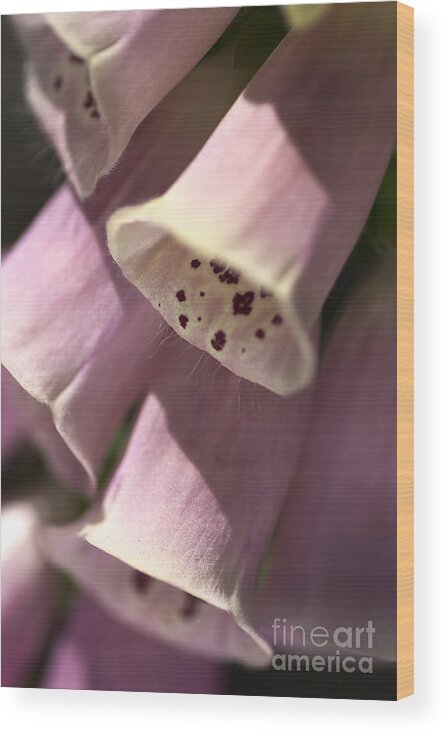 Lamiales Wood Print featuring the photograph Foxglove by Joy Watson
