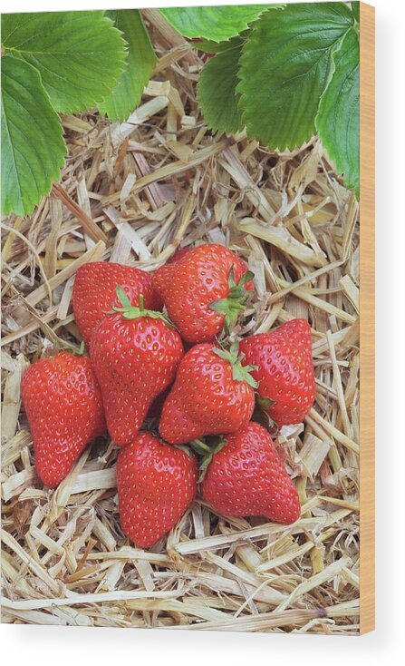 Berries Wood Print featuring the photograph Fragaria X Ananassa 'linosa' by Geoff Kidd/science Photo Library