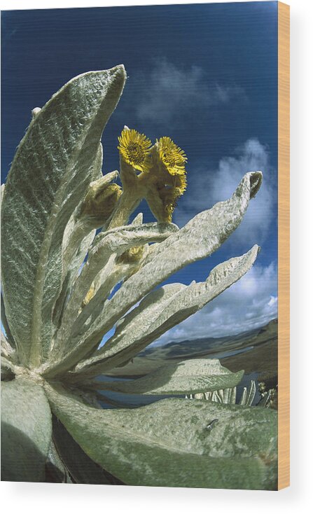 Feb0514 Wood Print featuring the photograph Frailejones Growing In Paramo Del Angel by Tui De Roy