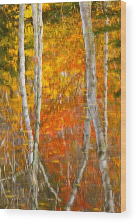 Abstract Wood Print featuring the photograph Framed Fire Birches And Foliage Reflection by Jeff Sinon