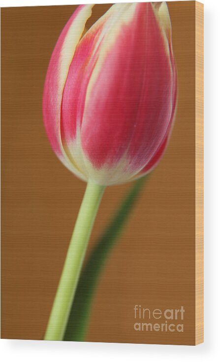 Tulips Wood Print featuring the photograph Fresh Tulip by Eden Baed