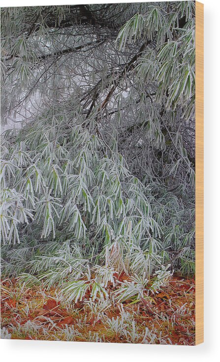 Frosted Pine Wood Print featuring the photograph Frosted Pines On The Ground by Michael Eingle