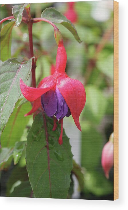 Fuchsia Wood Print featuring the photograph Fuchsia (fuchsia 'red Imp') by Chris B Stock/science Photo Library