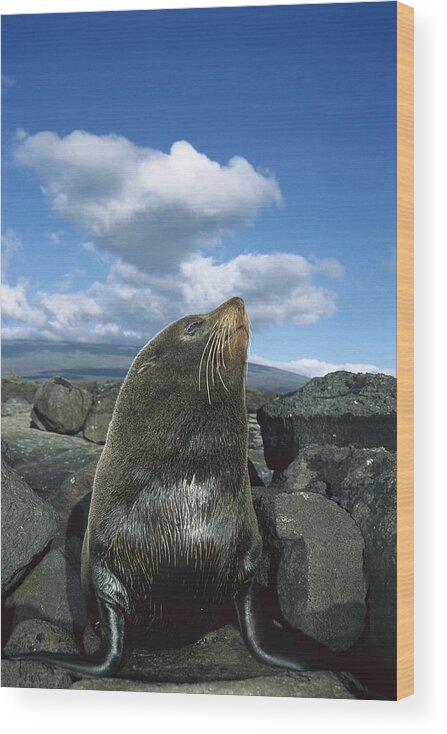 Feb0514 Wood Print featuring the photograph Galapagos Fur Seal Bull Fernandina by Tui De Roy