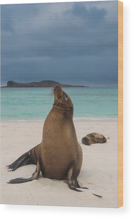 Pete Oxford Wood Print featuring the photograph Galapagos Sea Lions Gardner Bay by Pete Oxford