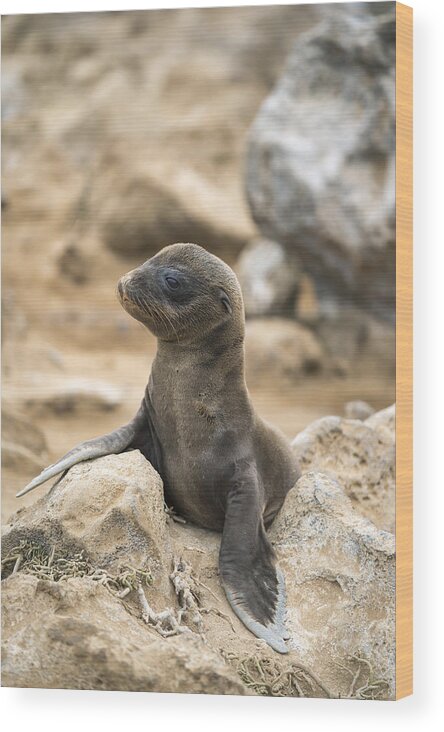 Tui De Roy Wood Print featuring the photograph Galapagos Sea Lion Pup Champion Islet by Tui De Roy
