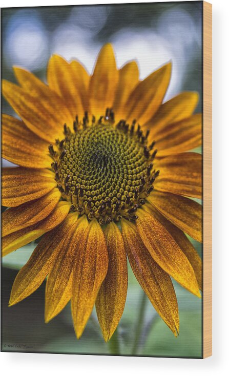 Flower Wood Print featuring the photograph Garden Sunflower by Erika Fawcett