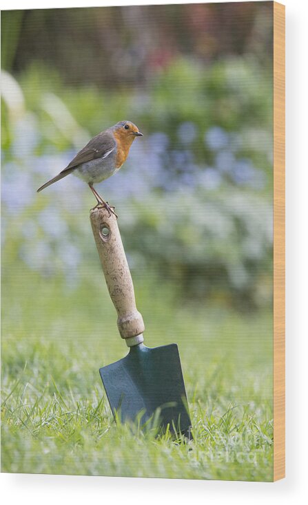 Robin Wood Print featuring the photograph Gardeners Friend by Tim Gainey