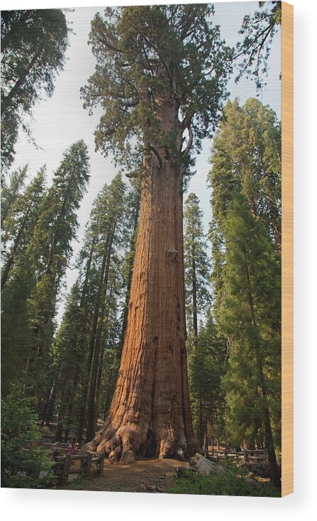 General Sherman Wood Print featuring the photograph General Sherman by Jim West