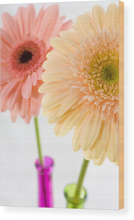 Gerber Daisy Vase Wood Print featuring the photograph Peach and Pink Gerbera by Andy Myatt