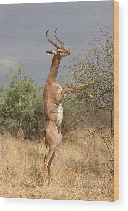 Antelope Wood Print featuring the photograph Gerenuk Antelope by Chris Scroggins