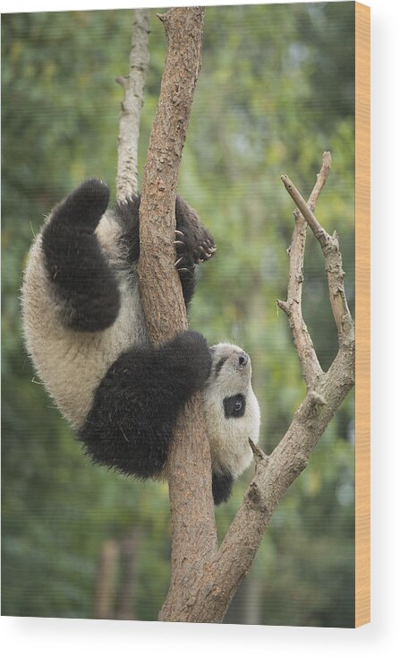 Katherine Feng Wood Print featuring the photograph Giant Panda Cub In Tree Chengdu Sichuan by Katherine Feng