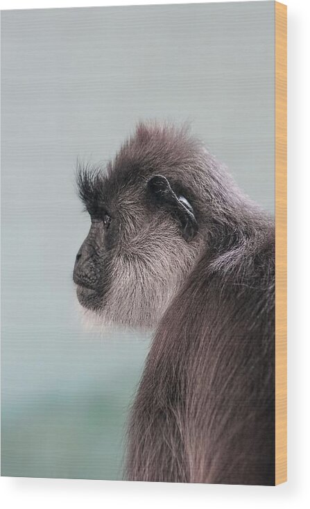 Gibbon Wood Print featuring the photograph Gibbon Monkey Profile Portrait by Tracie Schiebel