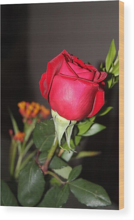 Rose Wood Print featuring the photograph Gift by Vadim Levin