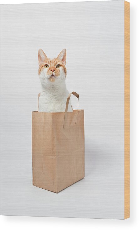 Pets Wood Print featuring the photograph Ginger Cat Sitting In Bag by Image By Catherine Macbride