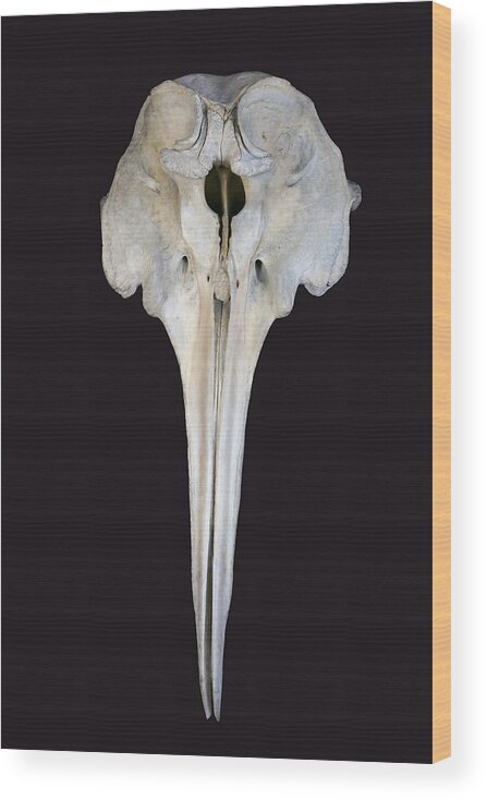 534255 Wood Print featuring the photograph Ginkgo-toothed Beaked Whale Skull by Hiroya Minakuchi