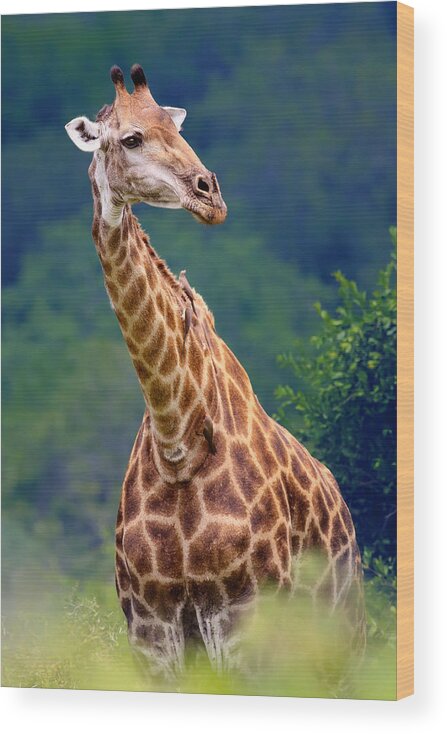 Giraffe Wood Print featuring the photograph Giraffe portrait closeup by Johan Swanepoel