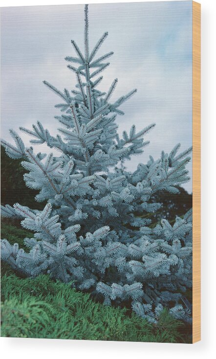 Globe Blue Spruce Wood Print featuring the photograph Globe Blue Spruce by G Gray/science Photo Library