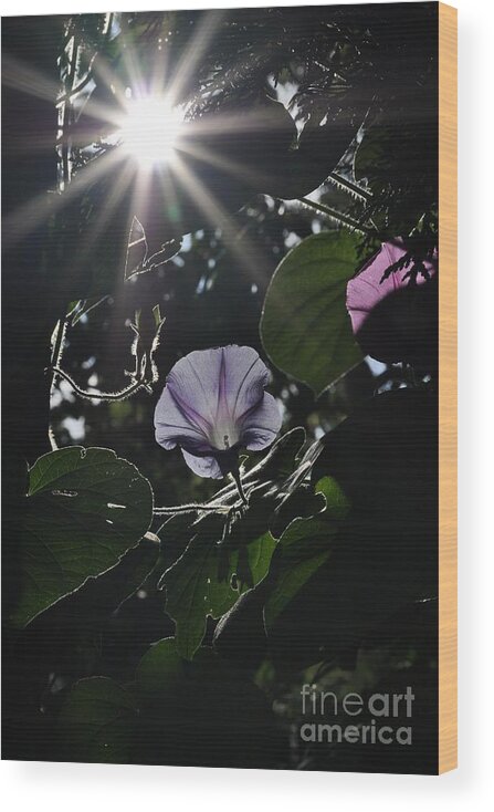 Morning Glory Wood Print featuring the photograph Glorious by Cheryl Baxter