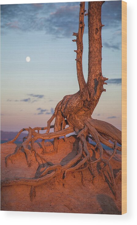 Scenics Wood Print featuring the photograph Gnarly Roots Of Tree, Cling To by Karen Desjardin