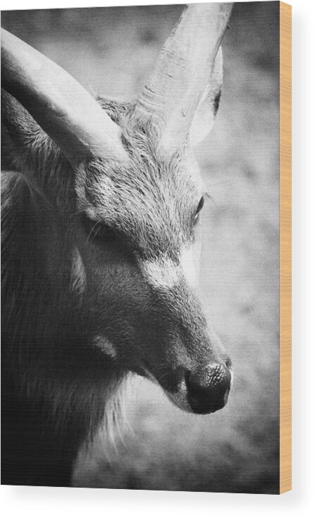 Mammal Wood Print featuring the photograph Goat by Goyo Ambrosio