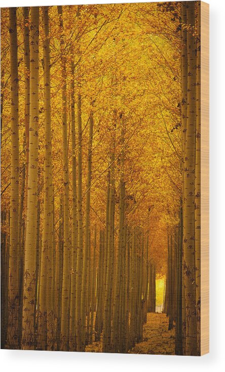 Fall Wood Print featuring the photograph Golden Alley by Dan Mihai