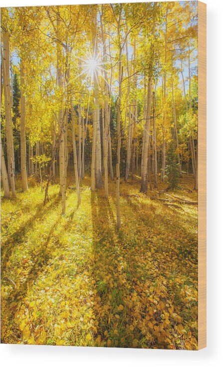 Aspens Wood Print featuring the photograph Golden by Darren White