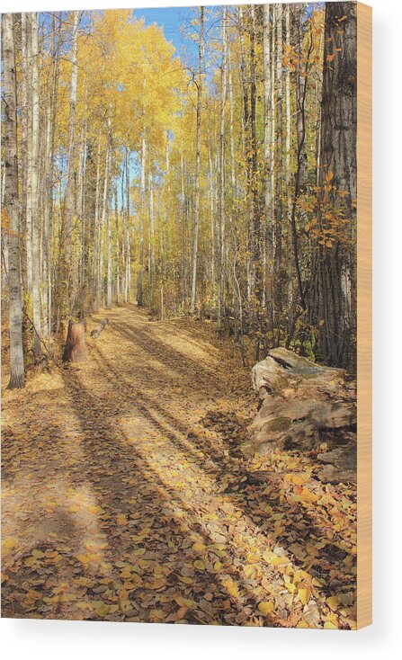 Autumn Wood Print featuring the photograph Golden Path by Jim Sauchyn