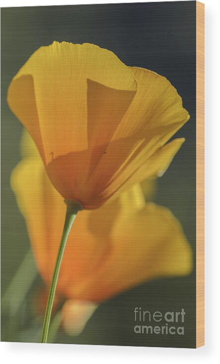 Poppies Wood Print featuring the photograph Golden Poppies by Tamara Becker
