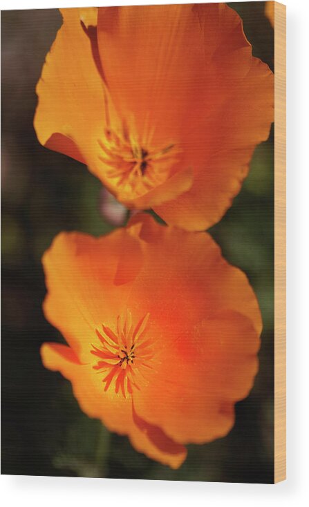 Flower Wood Print featuring the photograph Golden Poppyies by Gilbert Artiaga