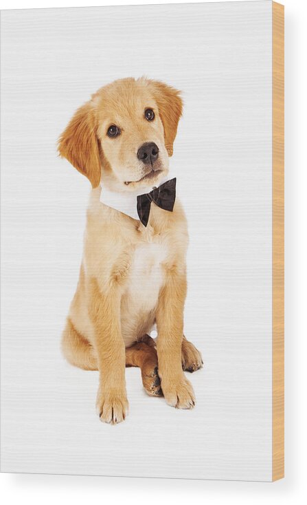 Dog Wood Print featuring the photograph Golden Retriever Puppy Wearing Bow Tie by Good Focused