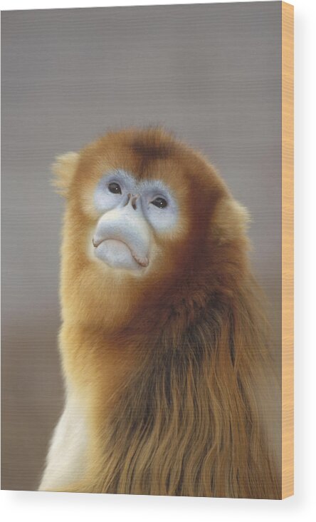 Feb0514 Wood Print featuring the photograph Golden Snub-nosed Monkey China by Konrad Wothe