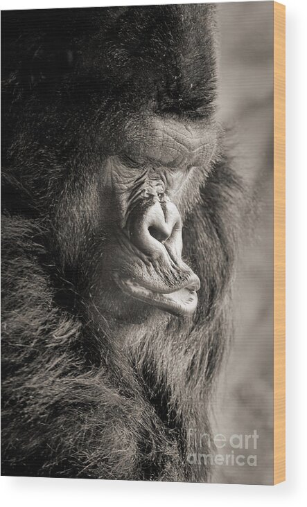 Gorilla Wood Print featuring the photograph Gorilla Poses III by Norma Warden