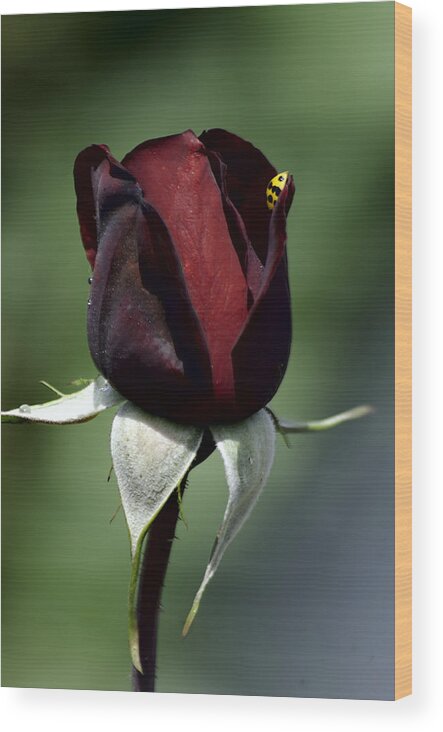 Rose Wood Print featuring the photograph Gracing a Rose by Camille Lopez