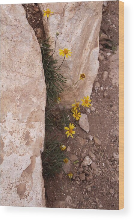 Grand Canyon Wood Print featuring the photograph Grand Canyon Flowers by Suzanne Lorenz