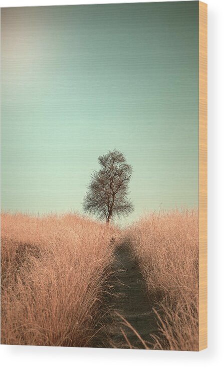 Tree Wood Print featuring the photograph Grass And Path by Jaap Van Den