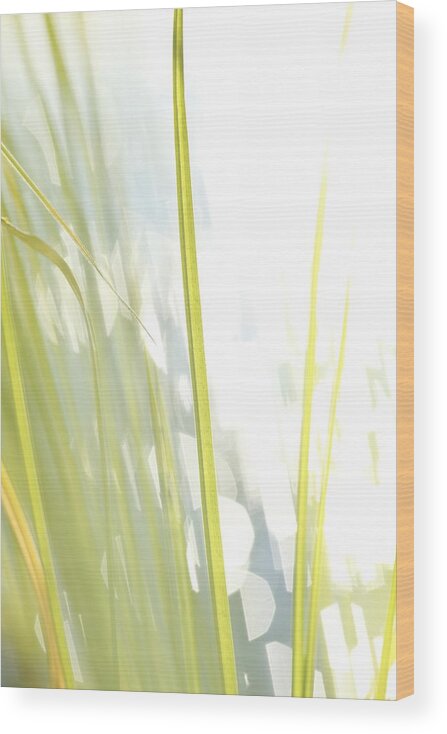 Balance Wood Print featuring the photograph Grasses and lake - high key - available for licensing by Ulrich Kunst And Bettina Scheidulin