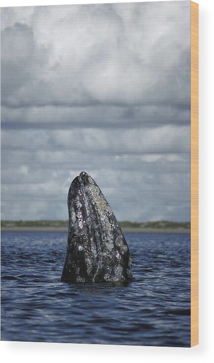 Feb0514 Wood Print featuring the photograph Gray Whale Spy-hopping Baja California by Tui De Roy