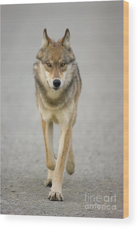 00440973 Wood Print featuring the photograph Gray Wolf in Denali by Yva Momatiuk John Eastcott