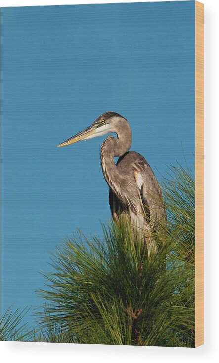 Grass Wood Print featuring the photograph Great Blue Heron Ardea Herodias In by Mark Newman