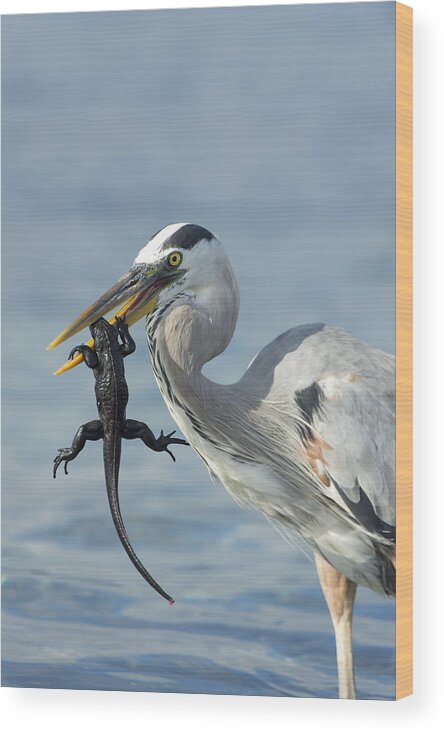 534100 Wood Print featuring the photograph Great Blue Heron Hunting Baby Marine by Tui De Roy