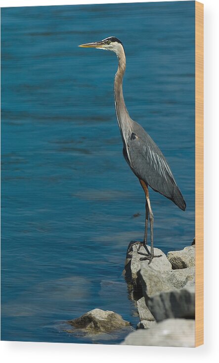Great Blue Heron Wood Print featuring the photograph Great Blue Heron by Sebastian Musial