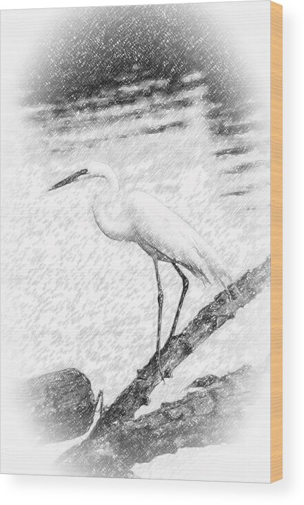 Ardea Wood Print featuring the photograph Great Egret Fishing Pencil Sketch by Patrick Wolf