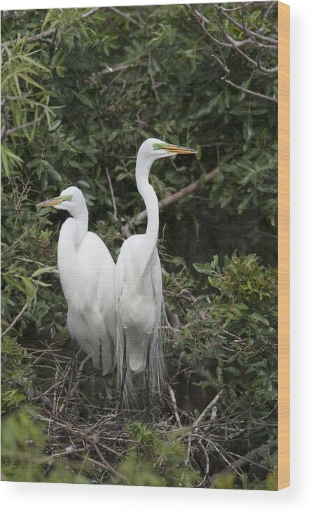 Feb0514 Wood Print featuring the photograph Great Egrets In Breeding Plumage Florida by Tom Vezo
