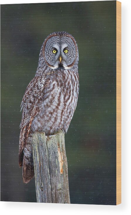 Wooden Post Wood Print featuring the photograph Great Grey On Post Strix Nebulosa by Jim Cumming