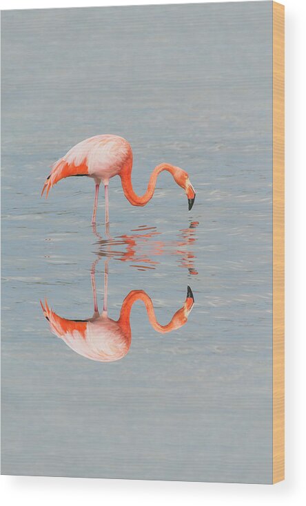 Orange Color Wood Print featuring the photograph Greater Flamingo by Gabrielle Therin-weise