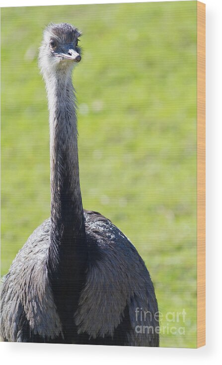 Greater Rhea Wood Print featuring the photograph Greater Rhea 7D9038 by Wingsdomain Art and Photography